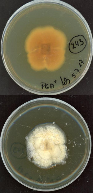 Dendryphion nanum growing in the lab.