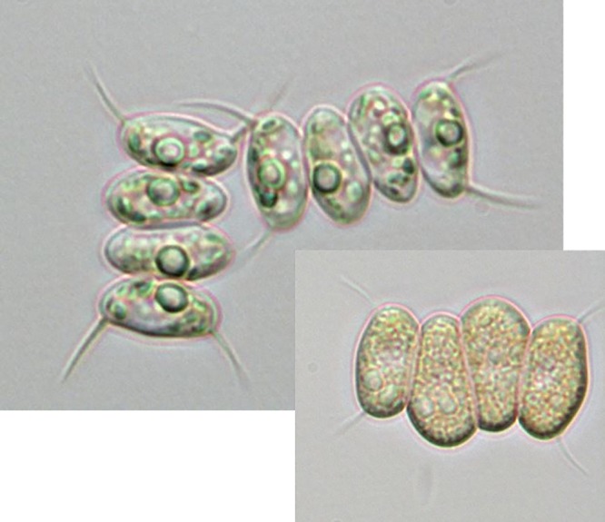 Morphology of D. armatus with terminal spines and intracellular changes in morphology