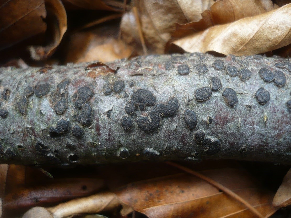 Diatrype disciformis stroma with numerous ostioles