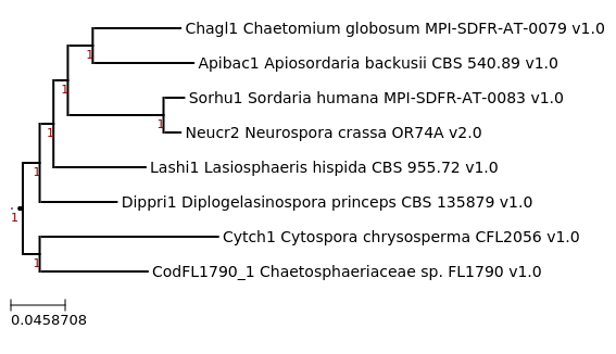 Maximum-Likelihood phylogeny generated by FastTree for Diplogelasinospora princeps CBS 135879 and related species