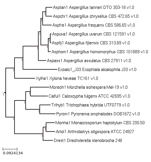 Drechslerella stenobrocha 248