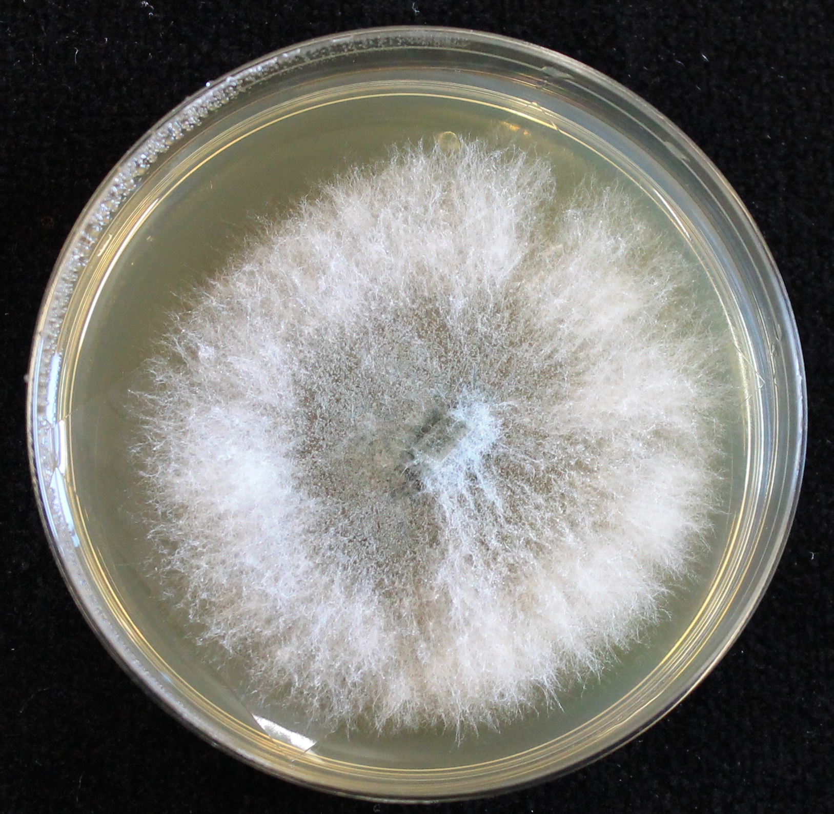 Photo credit: Jana M. U'Ren. Grown on 2% Malt Extract Agar. 