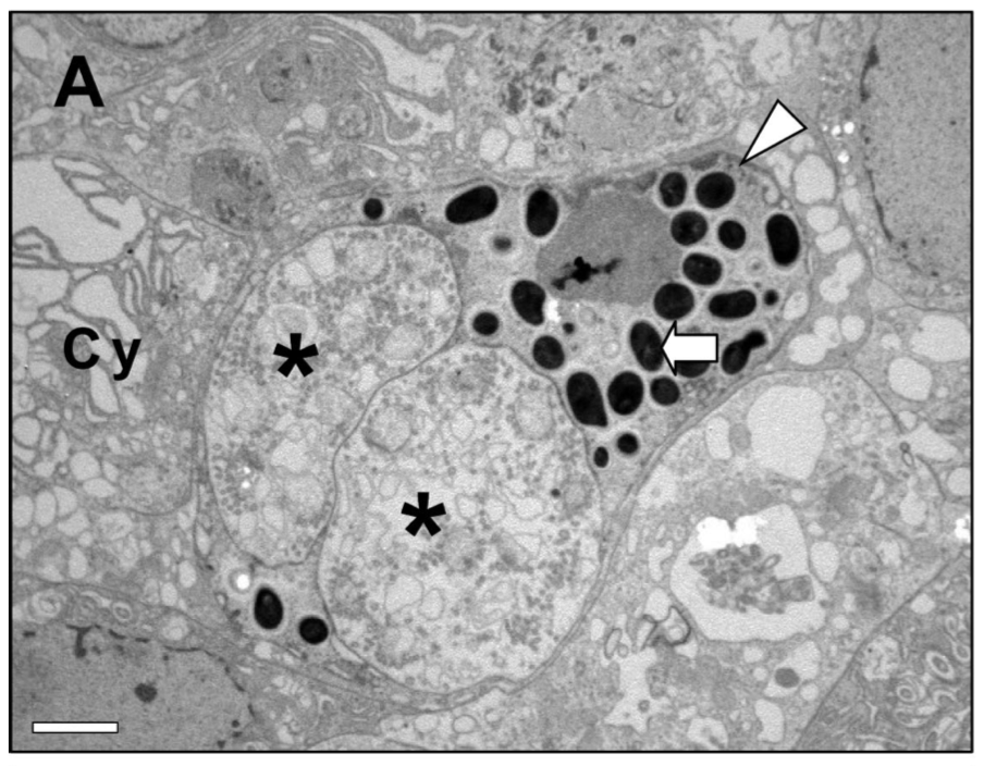 Photo of Enterospora canceri GB1