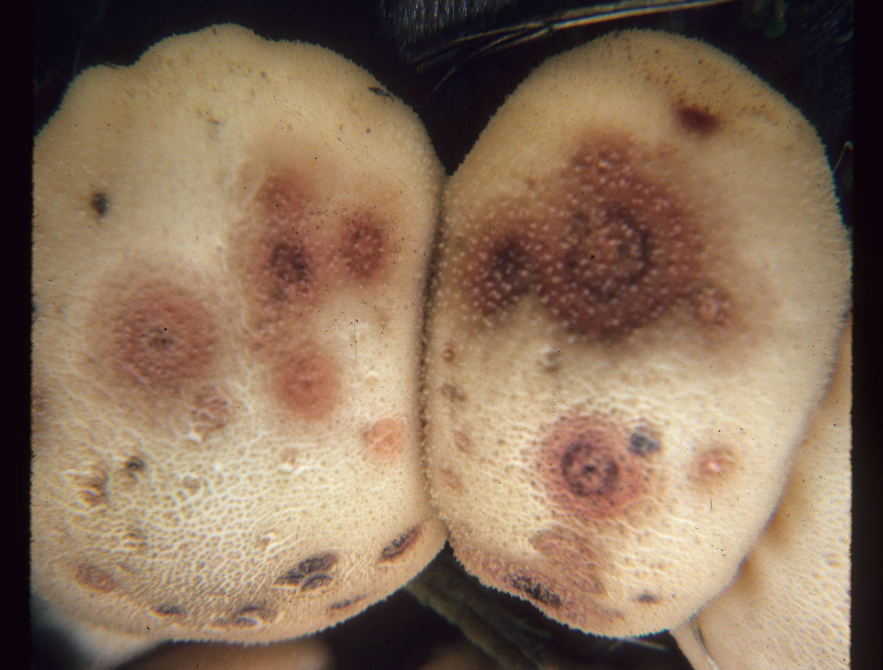 Epicoccum nigrum growing on the puffball mushroom Lycoperdon pyriforme. 