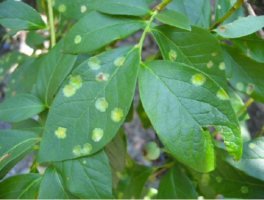 Exobasidium leaf spot of blueberry. Photo by Marin Brewer.