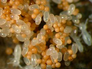 Photo of Fibulorhizoctonia sclerotia alongside termite eggs