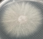 Fusarium oxysporum NRRL 26365 grown on a PDA plate.