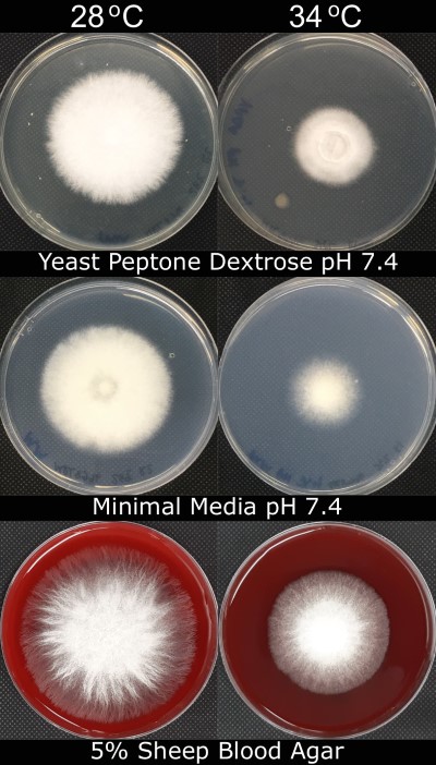 Fusarium oxysporum MRL8996 growing in the lab.