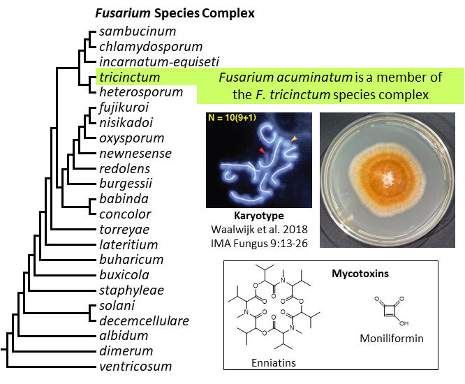 Left – tree showing phylogenetic relationships of the 23 Fusarium species complexes and placement of
F. acuminatum within the F. tricinctum species complex. In the tree, species complex names are
abbreviated using specific epithets of the species after which the complexes are named (e.g., the F.
sambucinum species complex is abbreviated as sambucinum). Middle left – karyotype of F. acuminatum.
Middle right – culture of F. acuminatum strain F829 growing on potato dextrose agar medium. Bottom –
chemical structures of enniatins and moniliformin, two mycotoxins produced by F. acuminatum. [Image credit: Robert H. Proctor, Amy McGovern and Crystal Probyn]