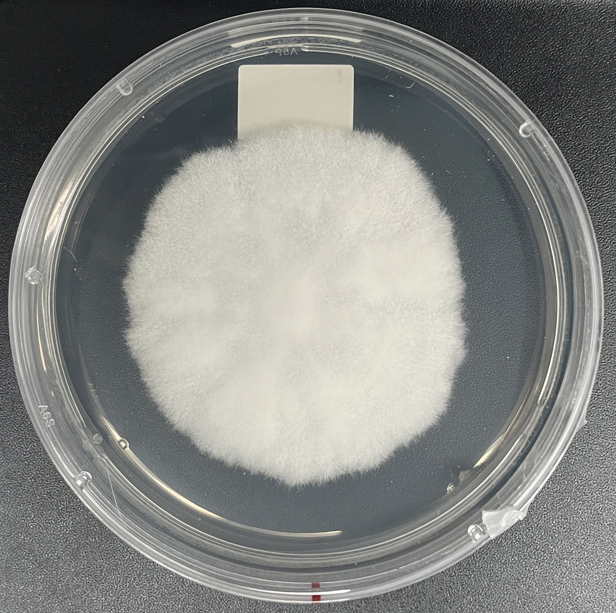 Photo of Fusarium oxysporum 105B_c14_1 v1.0