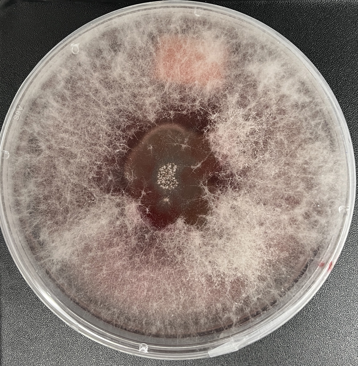 Photo of Fusarium sporotirchoides 7-200 v1.0