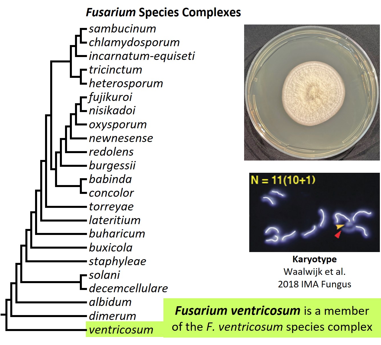 Left &ndash; tree showing phylogenetic relationships of the 23
Fusarium species complexes and placement of F. ventricosum within
the F. ventricosum species complex. In the tree, species complex
names are abbreviated using specific epithets of the species after
which the complexes are named (e.g., the F. sambucinum species
complex is abbreviated as sambucinum). Upper right &ndash; culture
of F. ventricosum NRRL 25729 growing on potato dextrose agar
medium. Lower right &ndash; karyotype of F. ventricosum NRRL 25729.
Image credit: Robert H. Proctor, Amy McGovern and Crystal Probyn.