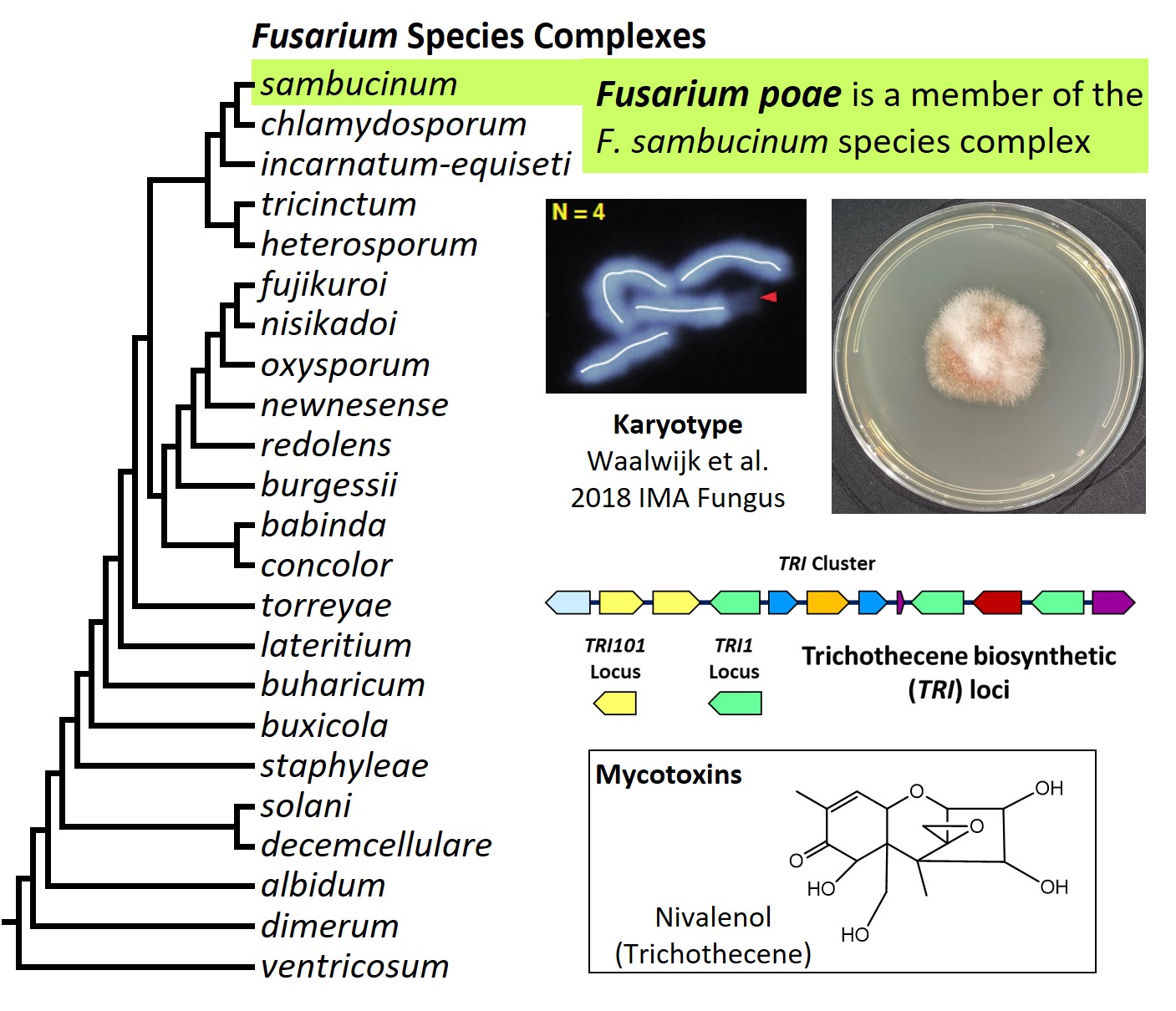 Left &ndash; tree showing phylogenetic relationships of the 23
Fusarium species complexes and placement of F. poae within the F.
sambucinum species complex. In the tree, species complex names are
abbreviated using specific epithets of the species after which the
complexes are named (e.g., the F. sambucinum species complex is
abbreviated as sambucinum). Upper left &ndash; karyotype of F.
poae. Upper right &ndash; culture of F. poae NRRL 26941 growing on
potato dextrose agar medium. Middle&ndash; trichothecene mycotoxin
biosynthetic loci in F. poae. Bottom &ndash; chemical structure of
nivalenol, the most economically important trichothecene analog
produced by F. poae. Image credit: Robert H. Proctor, Amy McGovern
and Crystal Probyn.