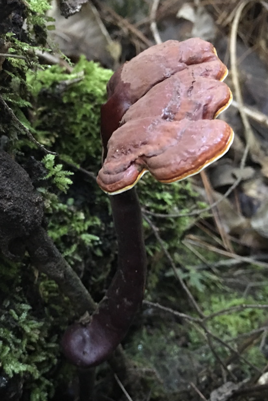 Photo of Ganoderma lucidum G.260125-1 v1.0