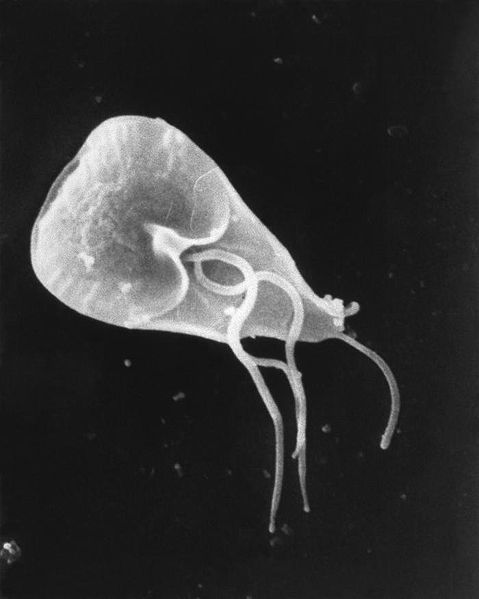 Giardia intestinalis