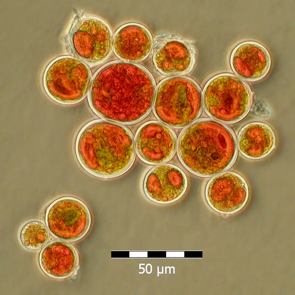 Haematococcus lacustris NIES-144