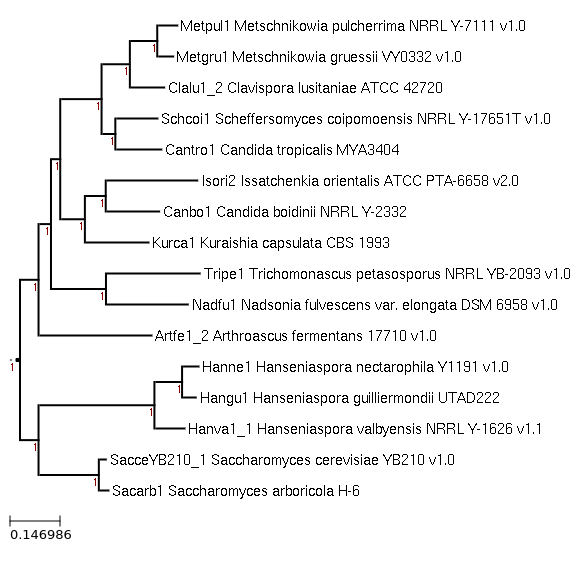 Hanseniaspora guilliermondii UTAD222