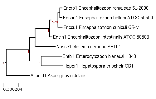 Photo of Hepatospora eriocheir GB1