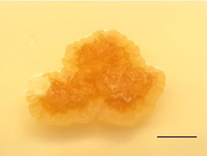 Heterodoassansia hygrophilae culture on PDA. Bar = 5 mm. Photo: Teeratas Kijpornyongpan.