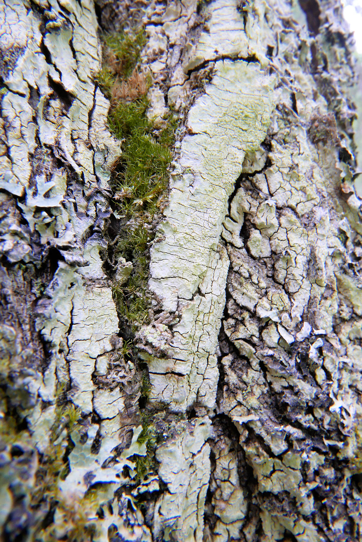 Intextomyces contiguus: white, effused fruiting bodies on willow bark in
Finland