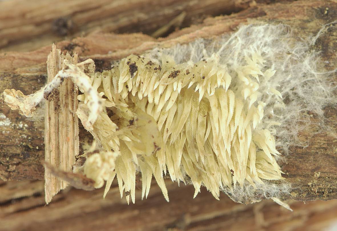 Kavinia alboviridis fruiting body when fresh, with characteristic greenish ting and rhizomorphic margin. The genome strain derives from this individual collected on rotten Betula log in Helsinki, Finland (collection Miettinen 22923.1). [Photo credit: Otto Miettinen]