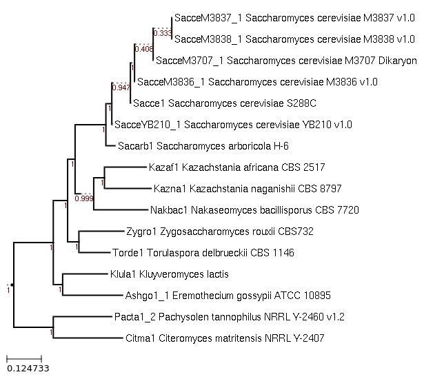 Photo of Kazachstania naganishii CBS 8797