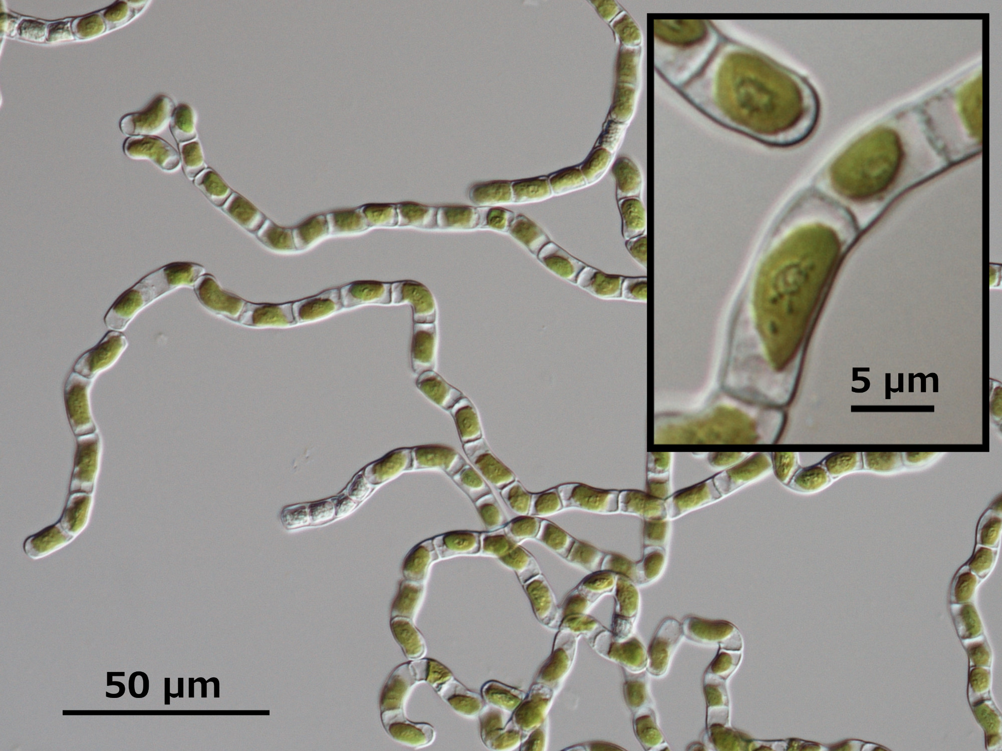 Microscopic image of K. nitens NIES-2285. [Image courtesy Koichi
Hori (Ohta.shimojima Laboratory, TITEC), <a
href="https://creativecommons.org/licenses/by-sa/4.0/"
target="_new">CC BY-SA 4.0</a>]