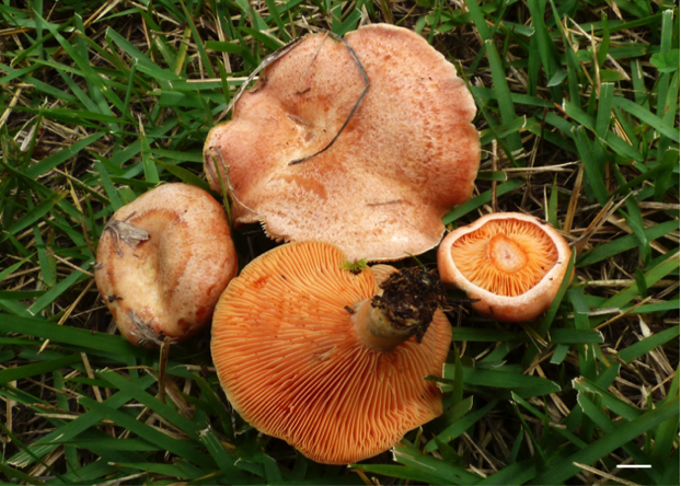 Lactarius akahatsu