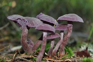 Laccaria amethystina