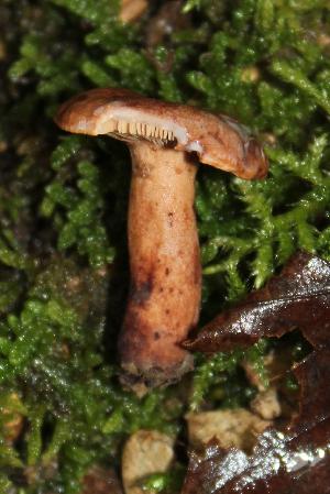 Lactarius quietus