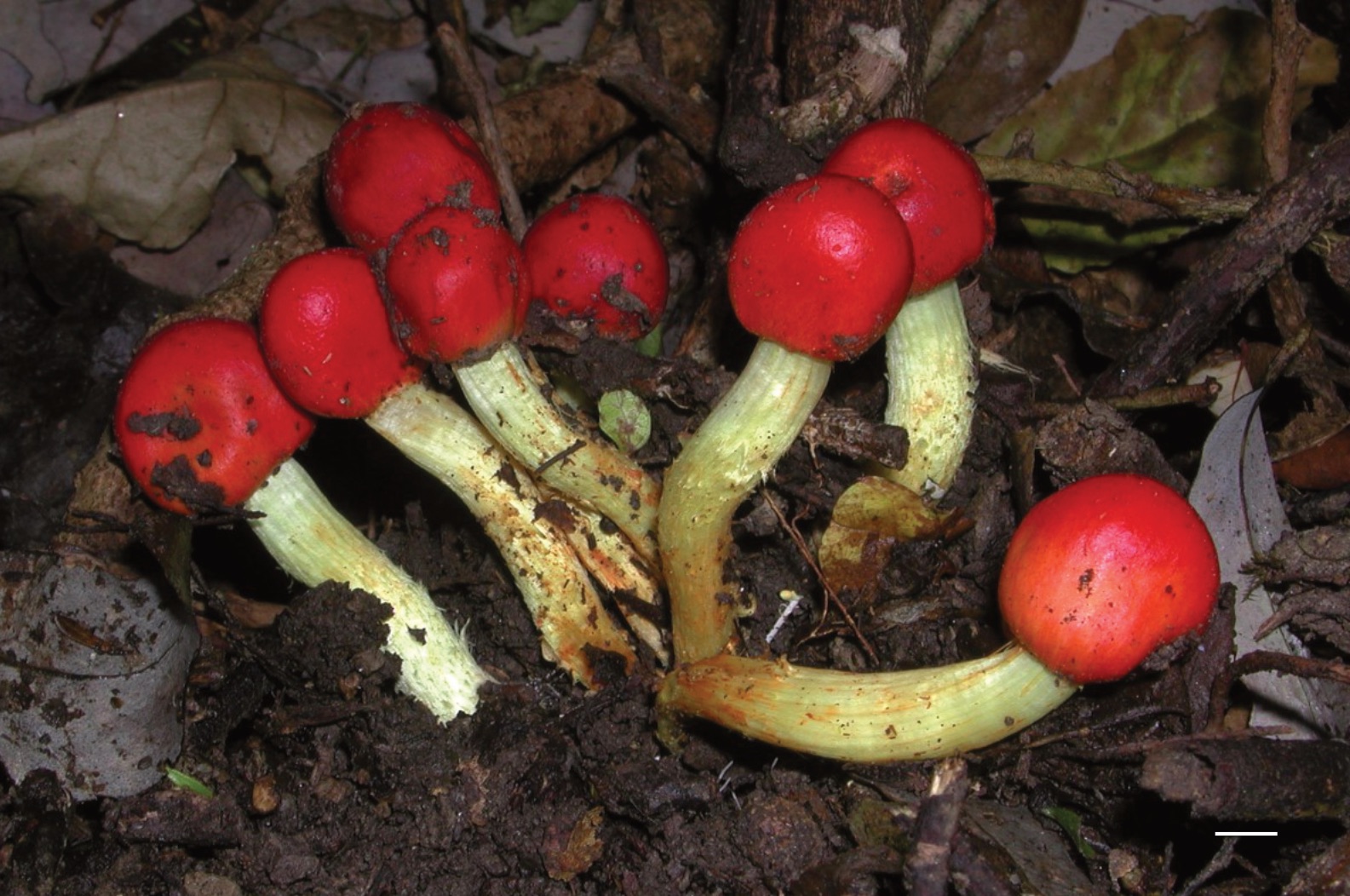 Leratiomyces erythrocephalus