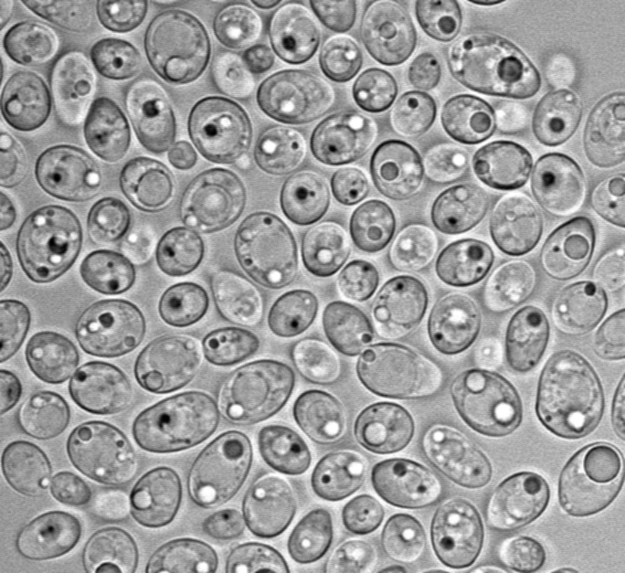Lipomyces starkeyi 11558, a close relative of Lipomyces tetrasporus. Image Credit: Kyle Pomraning, Pacific Northwest National Lab.