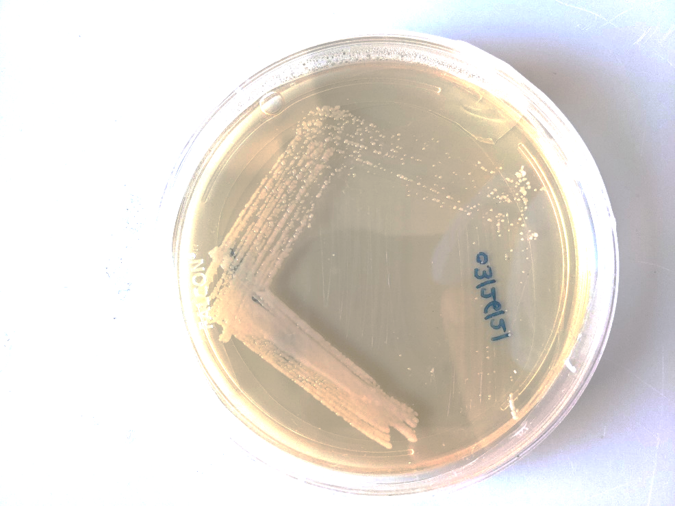 Photo of Lipomyces tetrasporus NRRL Y-64009 v1.0