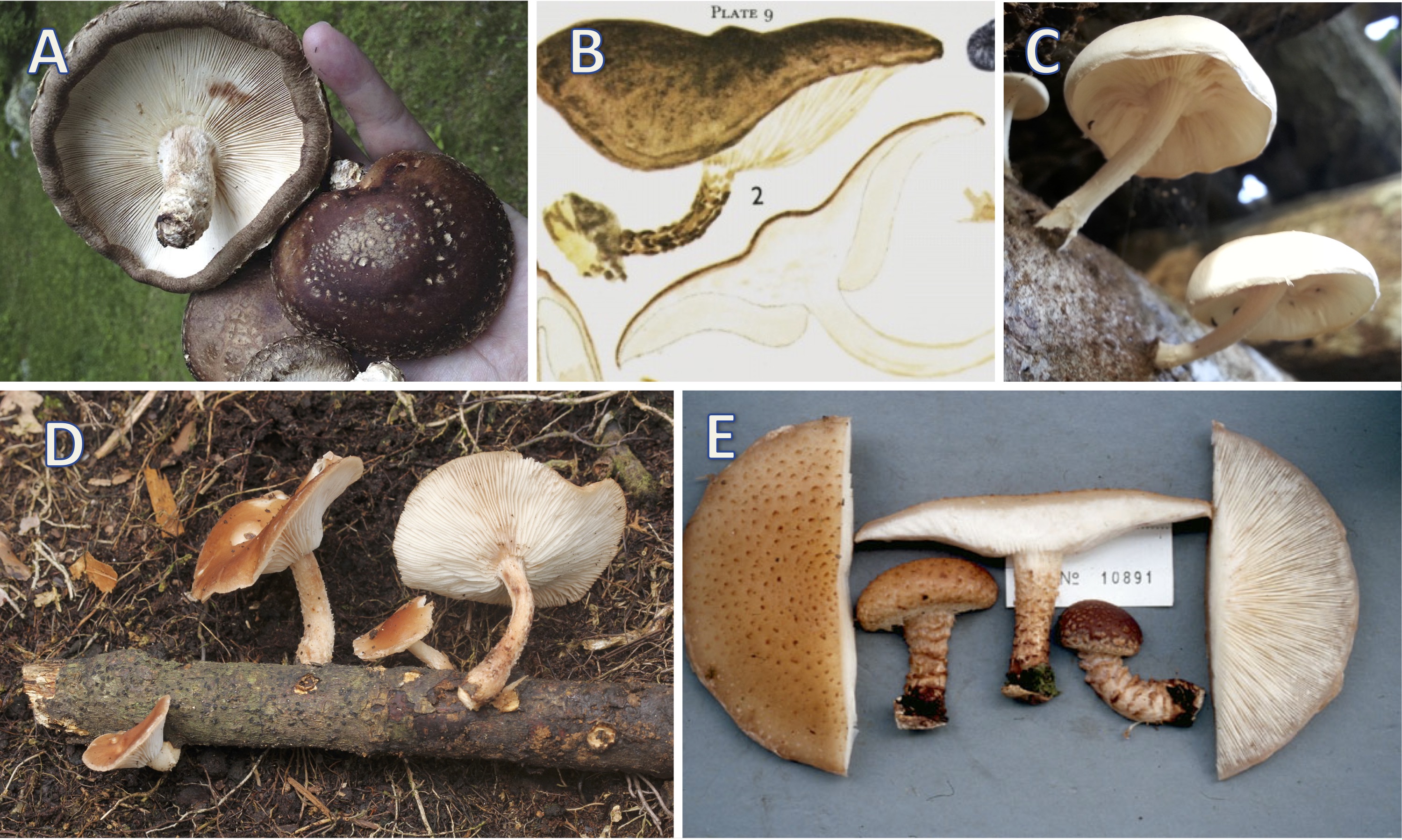 Photo of Lentinula aff. lateritia TMI1499 v1.0