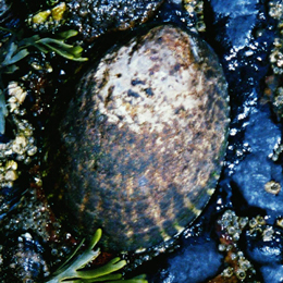 Photo of Lottia gigantea