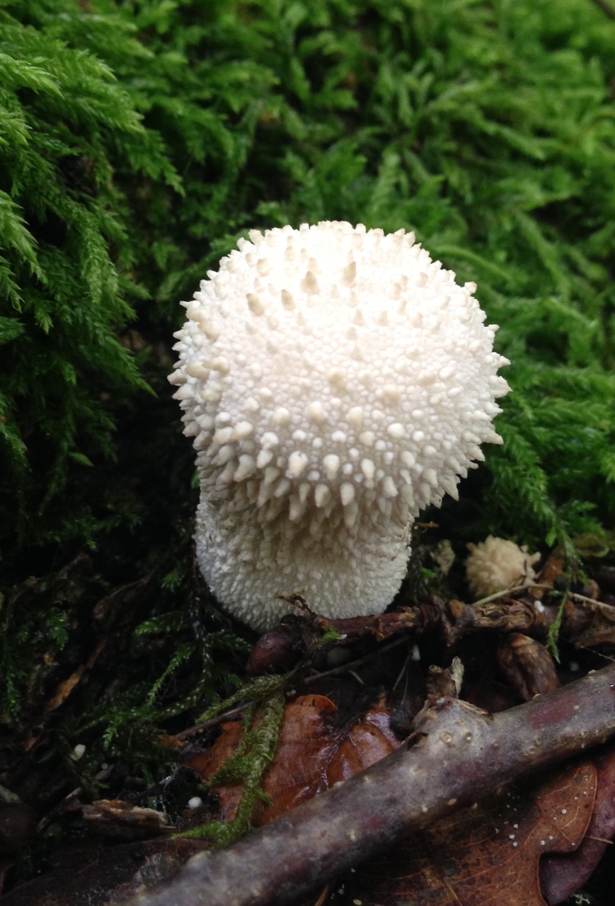 Lycoperdon perlatum