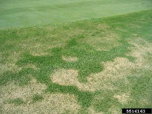 Magnaporthiopsis poae infection symptoms on Kentucky bluegrass (Poa pratensis L.)