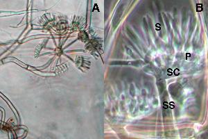 Martensiomyces pterosporus