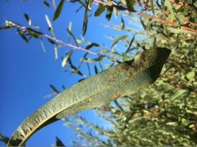 Leaf infection by M. americana. Image by Chase Crowell.