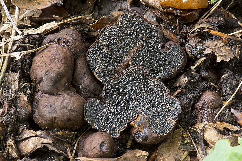 Photo of Melanogaster broomeianus MBLB.BST v1.0