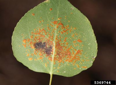 Uredinia and telia of Melampsora medusae f. sp. tremuloideae produced in the fall on the underside of Populus tremuloides (trembling aspen) leaves. Photo credit: Whitney Cranshaw, Colorado State University.