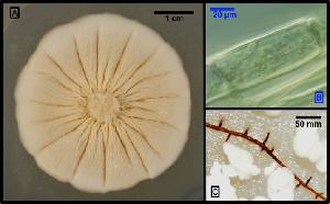 Meliniomyces variabilis 