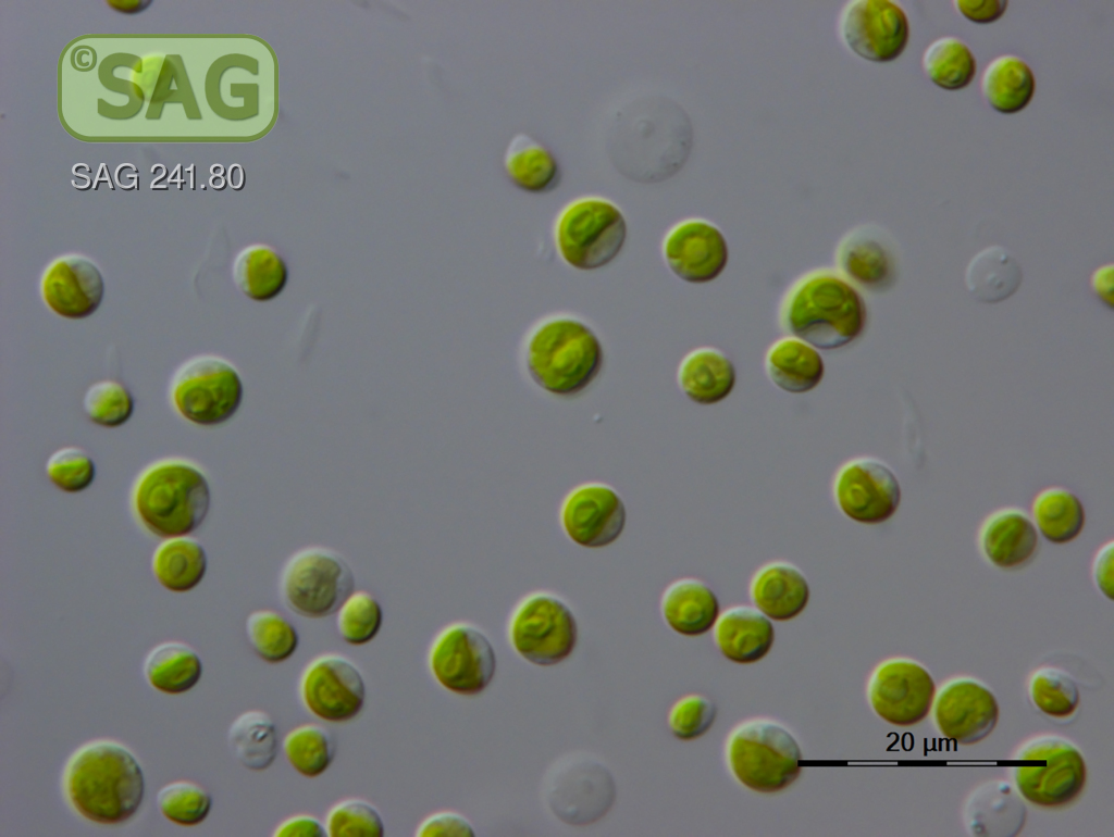 Micrograph of Micractinium conductrix SAG 241.80. 