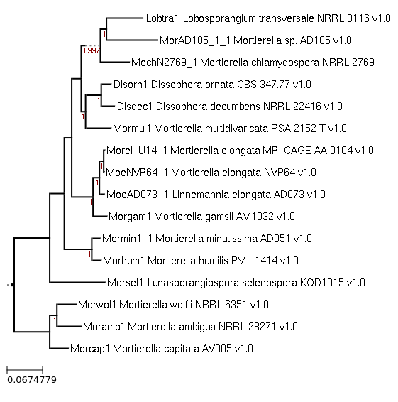 Photo of Entomortierella chlamydospora NRRL 2769