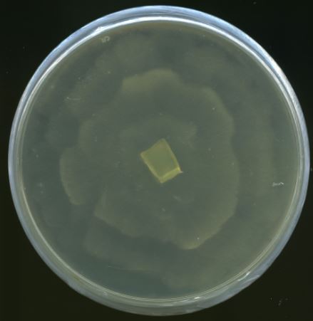 Figure 1. Rosette colony growth of Mortierella elongata NVP64. 