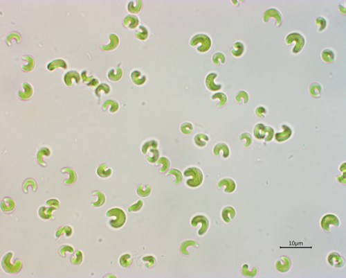 Micrograph of Monoraphidium
