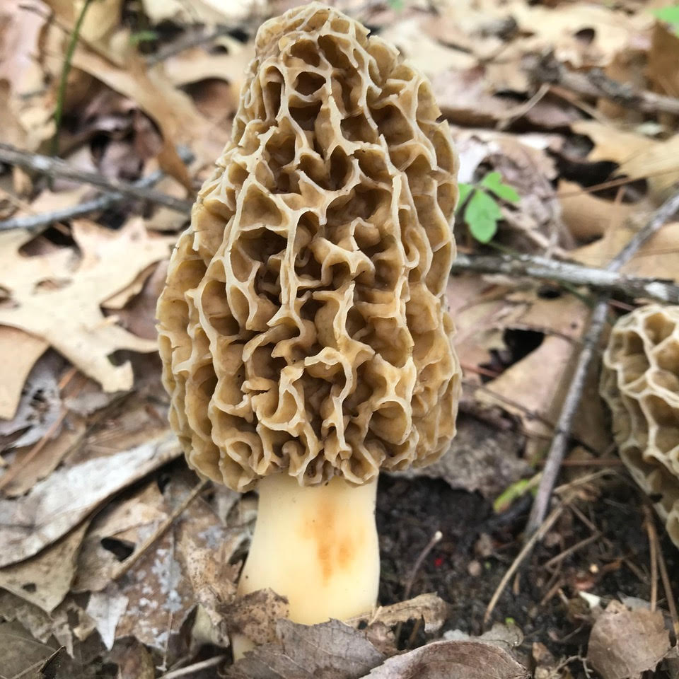 Photo of Morchella americana PhC 192 v1.0