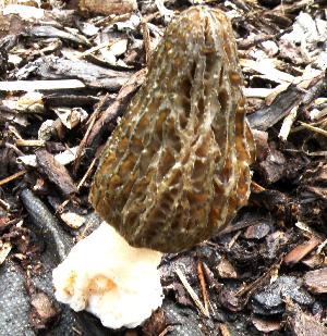 Morchella importuna