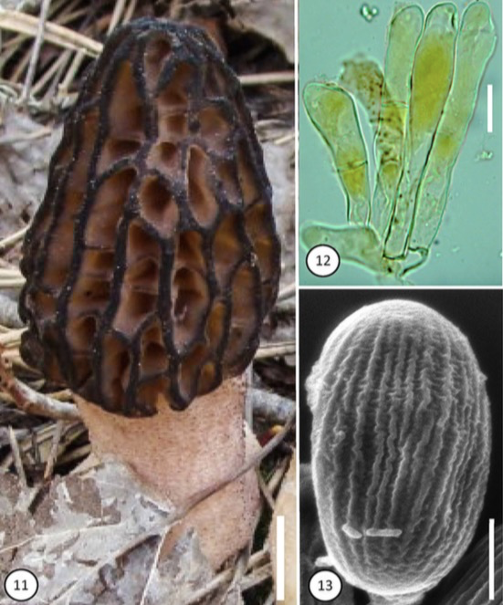 Photo of Morchella conifericola Mel-32 v1.0