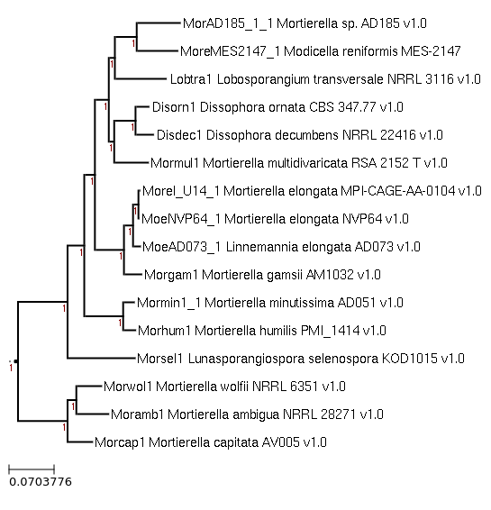 Photo of Modicella reniformis MES-2147